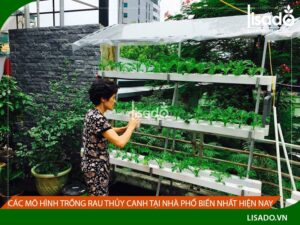 Các mô hình trồng rau thủy canh tại nhà phổ biến nhất hiện nay