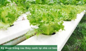 Kỹ thuật trồng rau thủy canh tại nhà năng suất cao