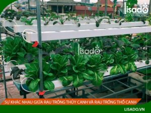 So sánh trồng rau thủy canh và thổ canh