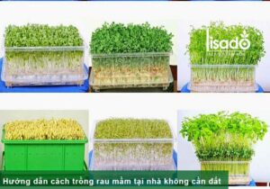Cách trồng rau mầm thủy canh không cần đất đơn giản, hiệu quả cao