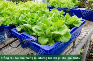Trồng rau tại nhà mang lại những lợi ích gì cho gia đình?
