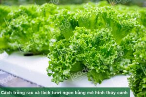 Mô hình trồng rau xà lách thủy canh