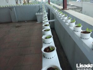 Dự án trồng rau thủy canh nhà chị Hồng- Nguyễn Văn Cừ – Long Biên – Hà Nội
