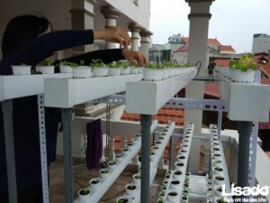 Dự án trồng rau thủy canh tại nhà chị Thanh – Trần Khát Chân – Hà Nội