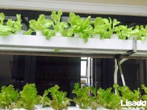 Dự án trồng rau thủy canh tại nhà anh Ngọc – TP Hà Tĩnh