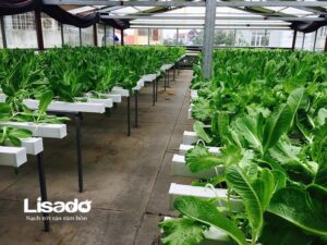 Dự án trồng rau thủy canh sạch tại thị trấn Hương Canh- Vĩnh Phúc 2