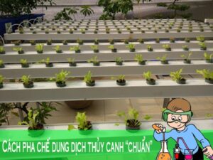 Hướng dẫn cách pha chế dung dịch trồng rau thủy canh chuẩn