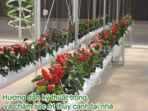 Hướng dẫn kỹ thuật trồng ớt thủy canh và chăm sóc tại nhà