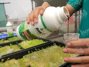 Dung dịch dinh dưỡng trồng rau thủy canh gồm những gì?