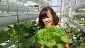 Những lý do nên trồng rau bằng phương pháp thủy canh