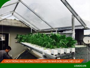 Cách trồng rau muống thủy canh tại nhà đơn giản, hiệu quả