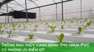 Trồng rau thủy canh bằng ống nhựa uPVC có những ưu điểm gì?