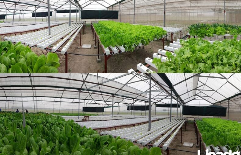 Dự án trồng rau thủy canh quy mô sản xuất tại Bích Sơn –Việt Yên - Bắc Giang