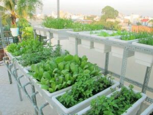 Trồng rau sạch tại nhà và 7 lưu ý cần biết