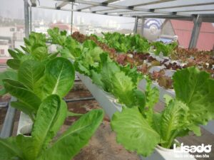 Công trình trồng rau thủy canh sạch tại Nam Dư- Lĩnh Nam – Hà Nội