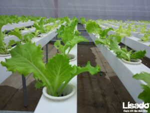 Tổng hợp các loại rau thuỷ canh dễ trồng bằng phương pháp thủy canh