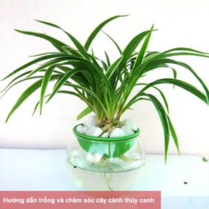 Cách trồng cây cảnh thủy canh ?