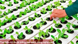 Tìm hiểu kỹ thuật trồng rau sạch công nghệ cao