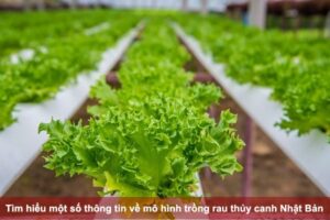 Tìm hiểu thông tin về mô hình trồng rau thủy canh Nhật Bản