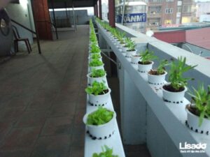 Trồng rau thủy canh làm đẹp không gian sống nhà bạn