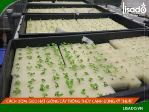 Cách ươm, gieo hạt giống cây trồng thủy canh đúng kỹ thuật