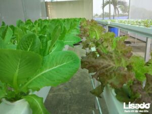 Dự án trồng rau thủy canh sạch tại công ty Hamatra Mê Linh – Hà Nội