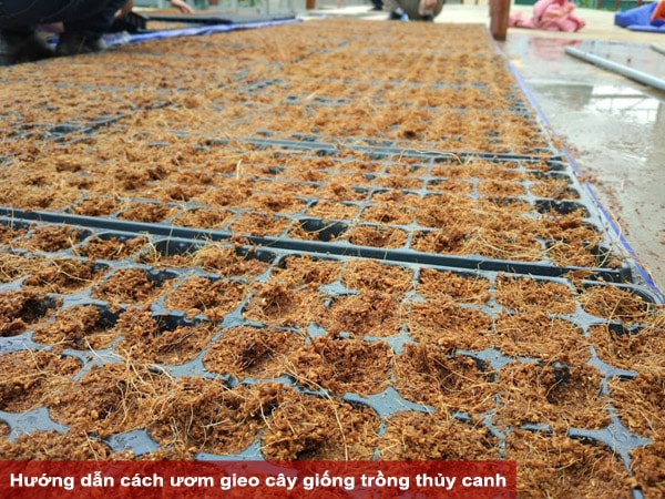 Hướng dẫn cách ươm gieo hạt cây giống trồng thủy canh