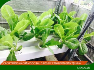 Chăm sóc rau cải đơn giản tại nhà