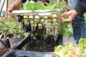Trồng rau thủy canh tĩnh thường gặp những hạn chế gì?