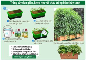 Tìm hiểu phương pháp trồng rau bán thủy canh đạt năng suất cao
