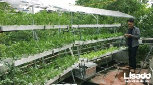 Công trình trồng rau thuỷ canh nhà phố cô Vân – Vân Hồ 3 – Hà Nội