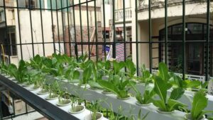 Công trình trồng rau thuỷ canh hồi lưu tại Nguyễn Đình Chiểu