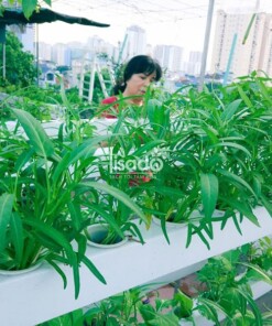 Giàn tầng trồng rau thủy canh Lisado