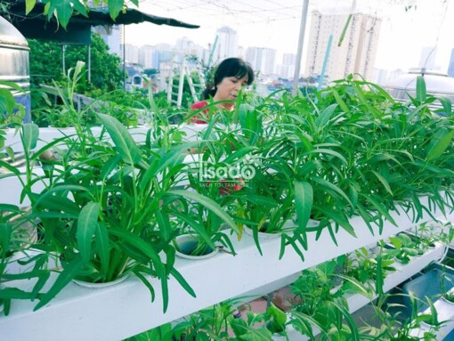 Giàn tầng trồng rau thủy canh Lisado