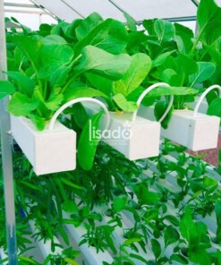 Giàn tầng trồng rau thủy canh Lisado