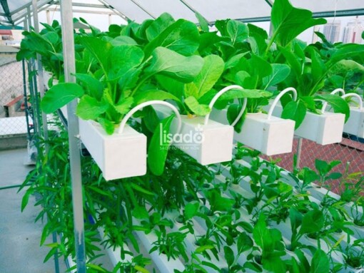 Giàn tầng trồng rau thủy canh Lisado