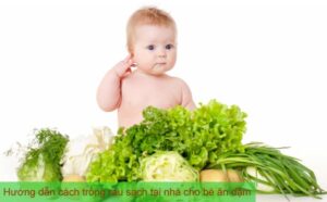 Hướng dẫn cách trồng rau gì cho bé ăn dặm