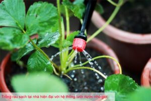 Cực nhàn với hệ thống tưới rau tại nhà theo phương pháp nhỏ giọt