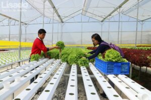 Mô hình làm giàu từ trồng rau thủy canh sản xuất quy mô lớn