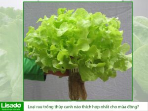 Loại rau trồng thủy canh nào thích hợp nhất cho mùa đông?