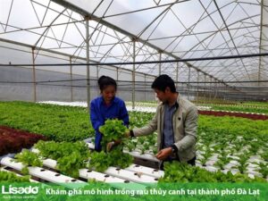 Khám phá mô hình trồng rau thủy canh tại Đà Lạt