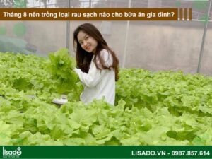 Tháng 8 nên trồng loại rau sạch nào cho bữa ăn gia đình?