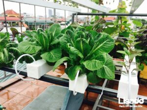 Một số hình thức trồng rau sạch được ứng dụng nhiều hiện  nay