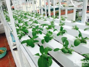 Hướng dẫn cách lắp đặt và trồng rau thuỷ canh hồi lưu tại nhà
