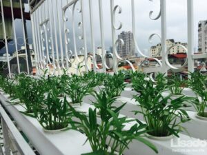 Công trình trồng rau thủy canh tại 390 Đội Cấn – Hà Nội