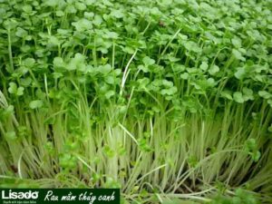 Giảm cân bằng rau thủy canh trồng tại nhà tốt cho sức khỏe