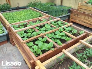 Tận dụng dung dịch thủy canh để làm mô hình trồng rau sạch thổ canh