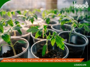 Những dụng cụ ươm hạt giống rau thủy canh