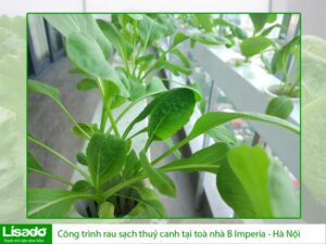 Công trình rau sạch thuỷ canh tại toà nhà B Imperia – Hà Nội