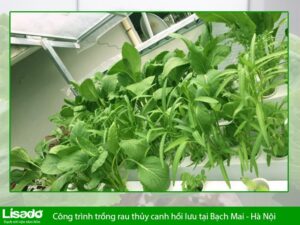 Công trình trồng rau thủy canh hồi lưu tại Bạch Mai – Hà Nội